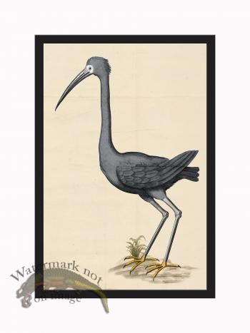 Rudbeck CFA_BF 44 Black Heron